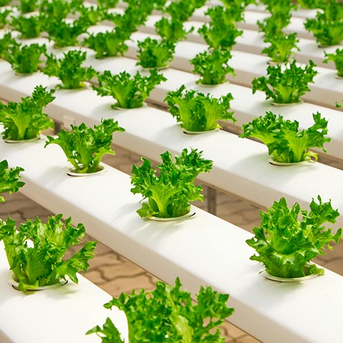 Organic Salad