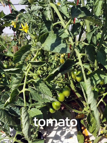 Organic Tomatoes
